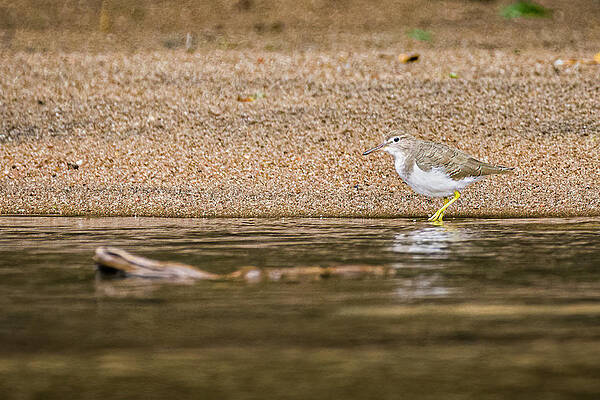 Spotted Sandpiper Ferry Marcopolo Puerto Arango Caqueta Colombia by Adam Rainoff Spotted Sandpiper Ferry Marcopolo Puerto Arango Caqueta Colombia by Adam Rainoff
