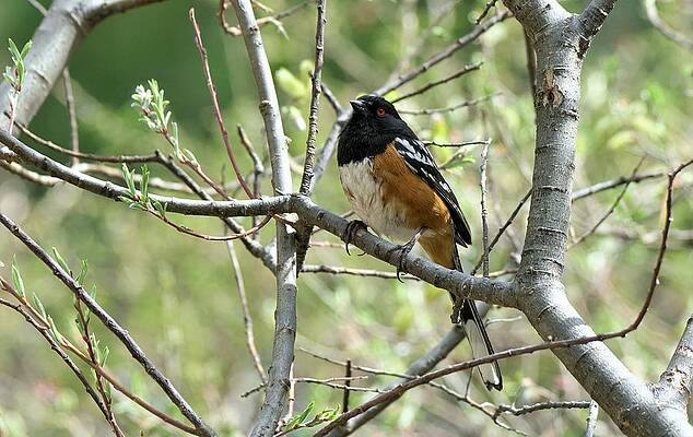 Spotted Towhee by Dennis Boyd Spotted Towhee by Dennis Boyd