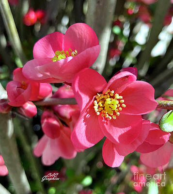Spring Apple Blossoms by CAC Graphics Spring Apple Blossoms by CAC Graphics