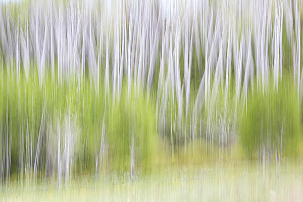 SPRING ASPENS WITH DANDELIONS by Deborah Hughes SPRING ASPENS WITH DANDELIONS by Deborah Hughes