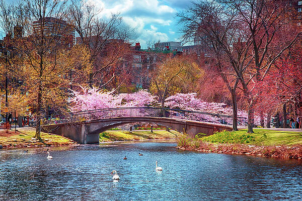 Wall Art - Photograph - Spring at the Charles River Esplanade  by Joann Vitali