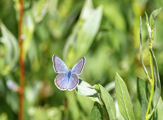 Spring Azure Butterfly by Michael Chatt Spring Azure Butterfly by Michael Chatt