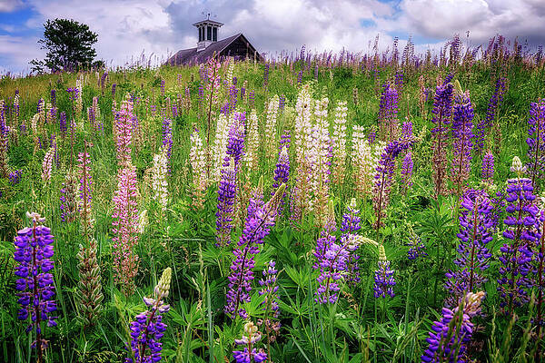 Spring Blooms in Maine by Rick Berk Spring Blooms in Maine by Rick Berk