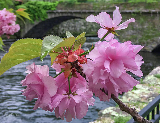 Spring Blossom Garden on the Bridge by Michael Hughes Spring Blossom Garden on the Bridge by Michael Hughes