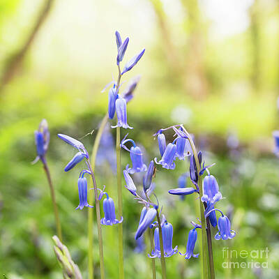 Wall Art - Photograph - Spring Bluebells by Elena Elisseeva