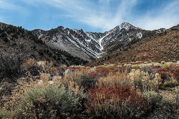 Spring Colors in the Sierras by Barbara Hayton Spring Colors in the Sierras by Barbara Hayton