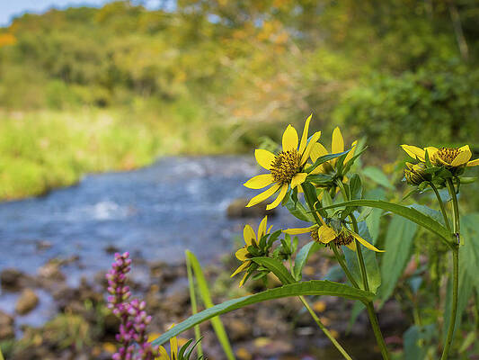 Spring Creek Wildflower by Mark Mille Spring Creek Wildflower by Mark Mille