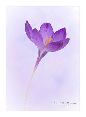 Wall Art - Photograph - Spring Crocus by Denis O' Reilly