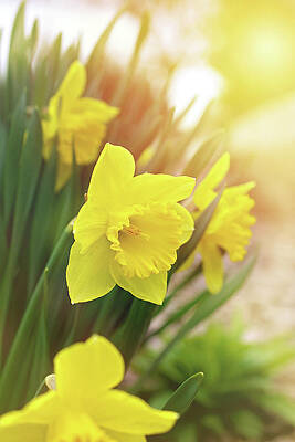 Spring Daffodil Print by Gwen Gibson Spring Daffodil Print by Gwen Gibson