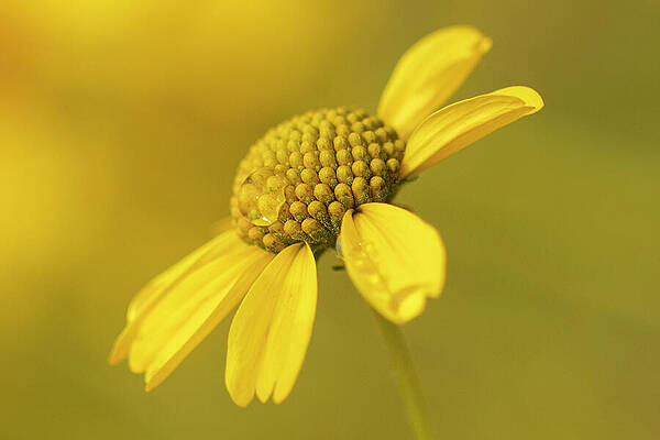 Spring Dew Drop by Sue Cullumber Spring Dew Drop by Sue Cullumber