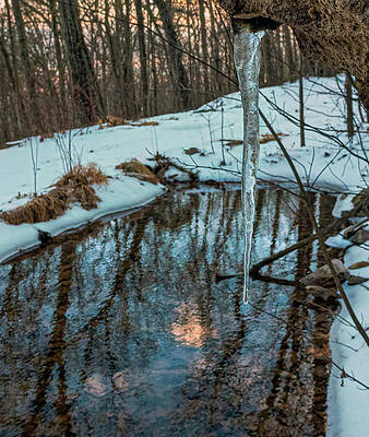 Spring Fed Icicle by Lara Ellis Spring Fed Icicle by Lara Ellis