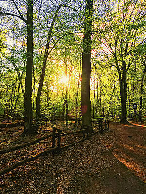 Spring forest landscape at sunset or sunrise by Anneleven Home Spring forest landscape at sunset or sunrise by Anneleven Home