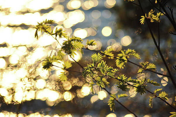 Spring Glow by Randi Grace Nilsberg Spring Glow by Randi Grace Nilsberg