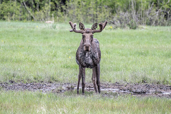 Spring Moose by Marc Meyer