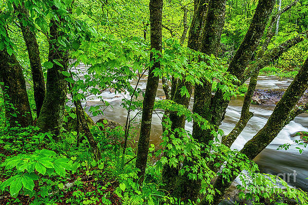 Spring Morning on Williams River by Thomas R Fletcher Spring Morning on Williams River by Thomas R Fletcher