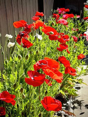 Wall Art - Photograph - Spring Orchestration by Joe Schofield