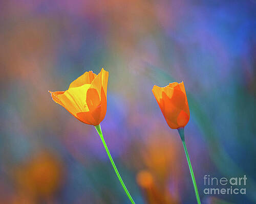 Spring Poppies 6 by Anthony Michael Bonafede Spring Poppies 6 by Anthony Michael Bonafede
