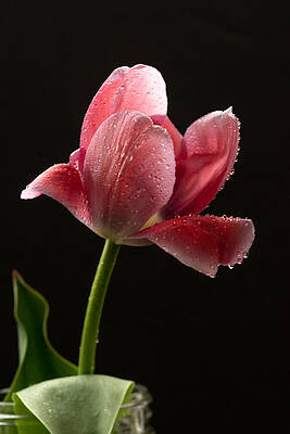 Spring Rain by Maggie Terlecki Spring Rain by Maggie Terlecki
