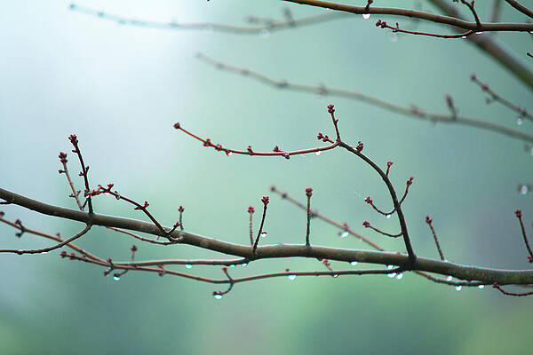 Spring Rain by Sue Izard