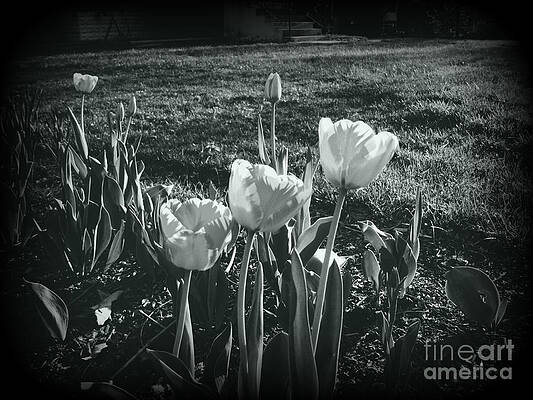 Wall Art - Photograph - Spring Tulips in Silver by Frank J Casella