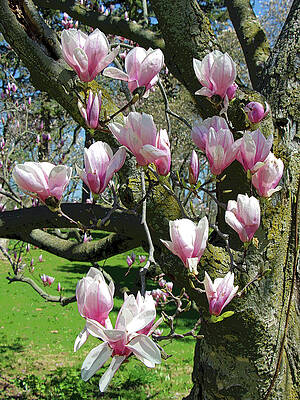 Springtime Cascade by Linda Joyce Ott Springtime Cascade by Linda Joyce Ott