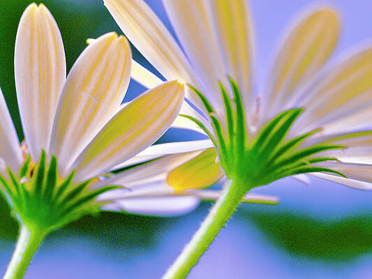 Springtime Sparkles by Richard Perry Springtime Sparkles by Richard Perry
