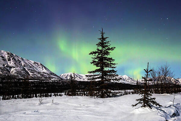 Spruce Tree and Aurora Borealis by Alex Mironyuk Spruce Tree and Aurora Borealis by Alex Mironyuk