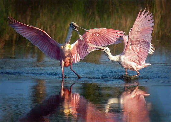 Squabble in Pink by Jaki Miller Squabble in Pink by Jaki Miller