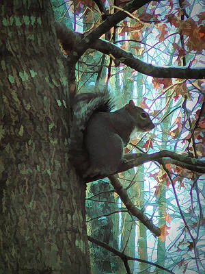 Wall Art - Photograph - Squirrel in a Tree by Roberta Byram