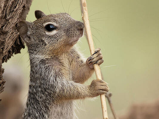 squirrel-olympics-pole-vault-sue-cullumb