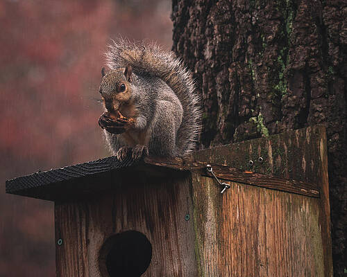 Squirrel on a Birdhouse - Rainy Autumn by Jason Fink Squirrel on a Birdhouse - Rainy Autumn by Jason Fink