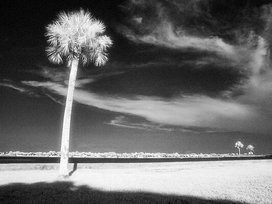 St. Augustine Palm Trees by Jeffrey Holbrook St. Augustine Palm Trees by Jeffrey Holbrook