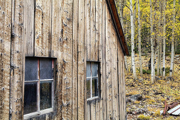 St. Elmo Cabin and Fall Aspen by Catherine Avilez St. Elmo Cabin and Fall Aspen by Catherine Avilez
