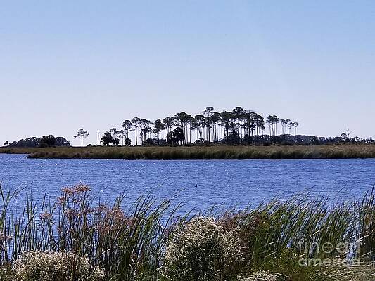 St. Marks Lighthouse Bay by Joe Roache St. Marks Lighthouse Bay by Joe Roache