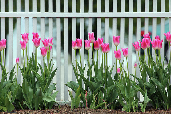 Wall Art - Photograph - Stafford Tulips by Robert Carter