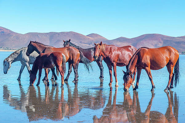 Stallions Getting a Drink by Marc Crumpler Stallions Getting a Drink by Marc Crumpler