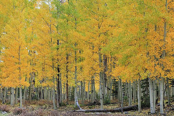 Wall Art - Photograph - Stand of Aspens by Steve Templeton
