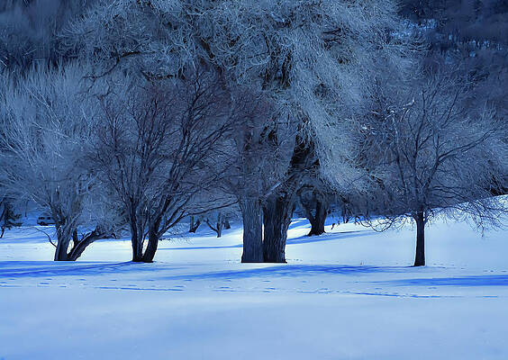 Stand Of Winter Trees by Len Bomba Stand Of Winter Trees by Len Bomba