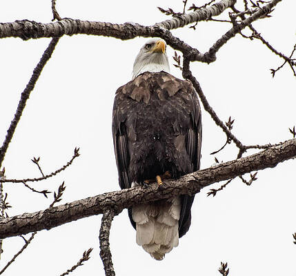Standing Guard by Wendy Carrington Standing Guard by Wendy Carrington