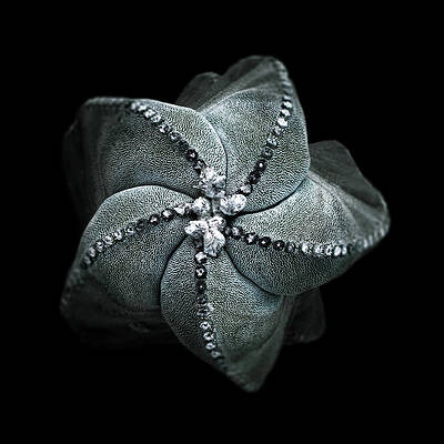 Wall Art - Photograph - Star Cactus by Arina Gallery
