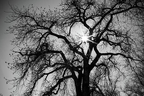 Star Tree Silhouette by James BO Insogna Star Tree Silhouette by James BO Insogna