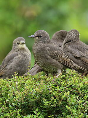 Starling fledgling's by Peter Skelton Starling fledgling's by Peter Skelton