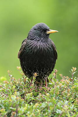 Starling profile by Peter Skelton Starling profile by Peter Skelton