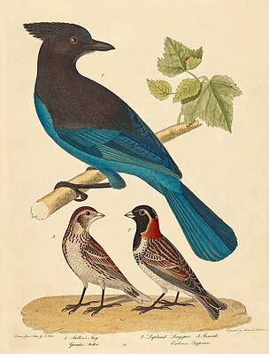 Stellar's Jay, Lapland Longspur and Female Print by Alexander Lawson