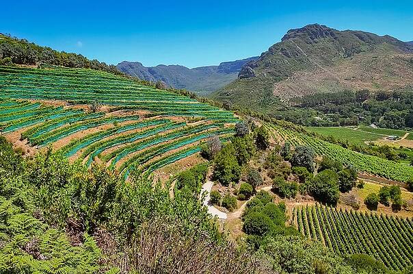Travel Wall Art featuring the photograph Stellenbosch Green Cascade by Travel Essayist
