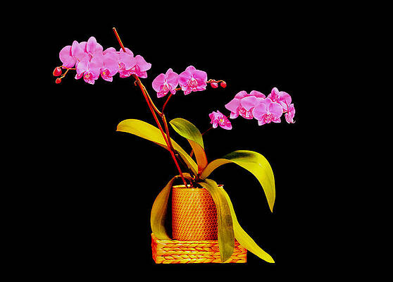 Still Life? by John Dakin Still Life? by John Dakin