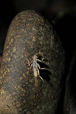 Stonefly Casings on a Rock by Robert Potts Stonefly Casings on a Rock by Robert Potts