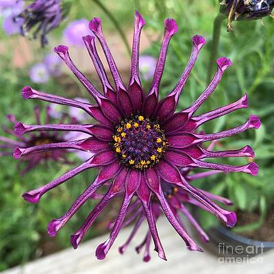 Wall Art - Photograph - Strange Love by Wendy Golden