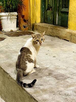 Street Cat by Colorful Wall Wall Art