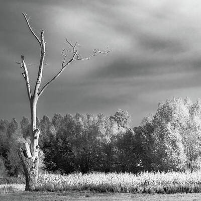 Struck by Light by Wim Lanclus Struck by Light by Wim Lanclus